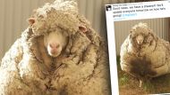 Самая заросшая овца в мире была вырезана